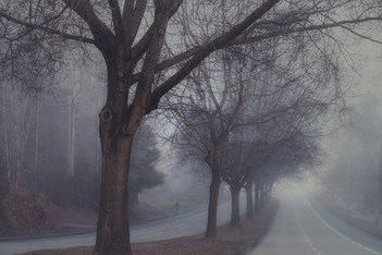 Boulevard of foggy trees