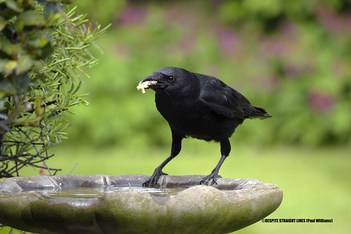 Corvus corone (Female Carrion crow)  -  (Published by GETTY IMAGES)