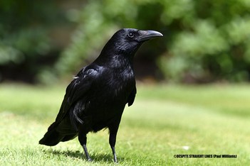 Beauty of Corvus corone  -  (Published by GETTY IMAGES)
