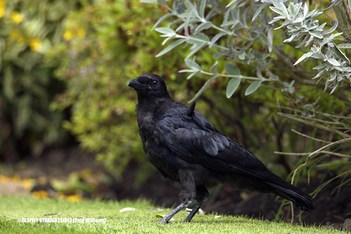 Growing up fast (Corvus Corone - Carrion Crow)  -  (Published by GETTY IMAGES)