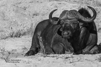 Cape Buffalo with Oxpecker (B&W) Resting at Kruger National Park, South Africa