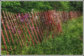 Fence And Flowers(Happy Fence Friday)