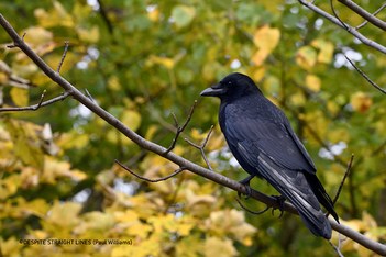 Carrion Crow (Corvus corone) in Hyde Park, London  -  (Published online in an article in RADIO FRANCE on May 11th 2023) &  (Published by GETTY IMAGES)