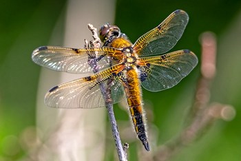 spotted chaser