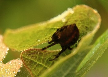 A Small Spider Taking Shelter, Made from a Leaf… (2 of 2 taken)