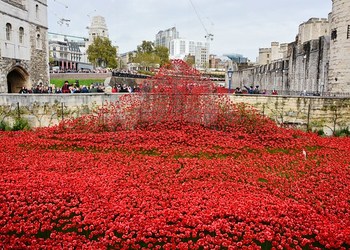 Tower of London Remembrance Poppies