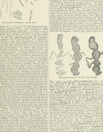 This image is taken from Page 543 of An illustrated encyclopÃÂ¦dic medical dictionary : being a dictionary of the technical terms used by writers on medicine and the collateral sciences, in the Latin, English, French and German languages, 01