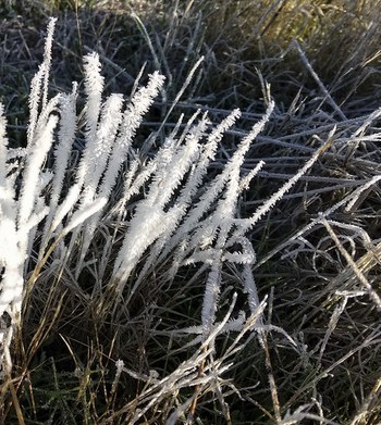 Morning Frost on the Grass