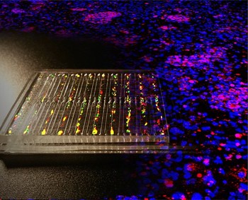 Microfluidic human somatic reprogramming iPS