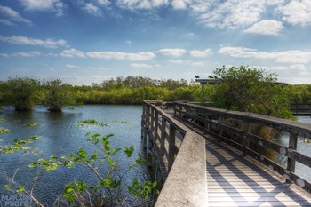 Everglades Boardwalk