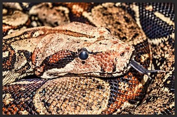 Columbian Red-Tailed Boa