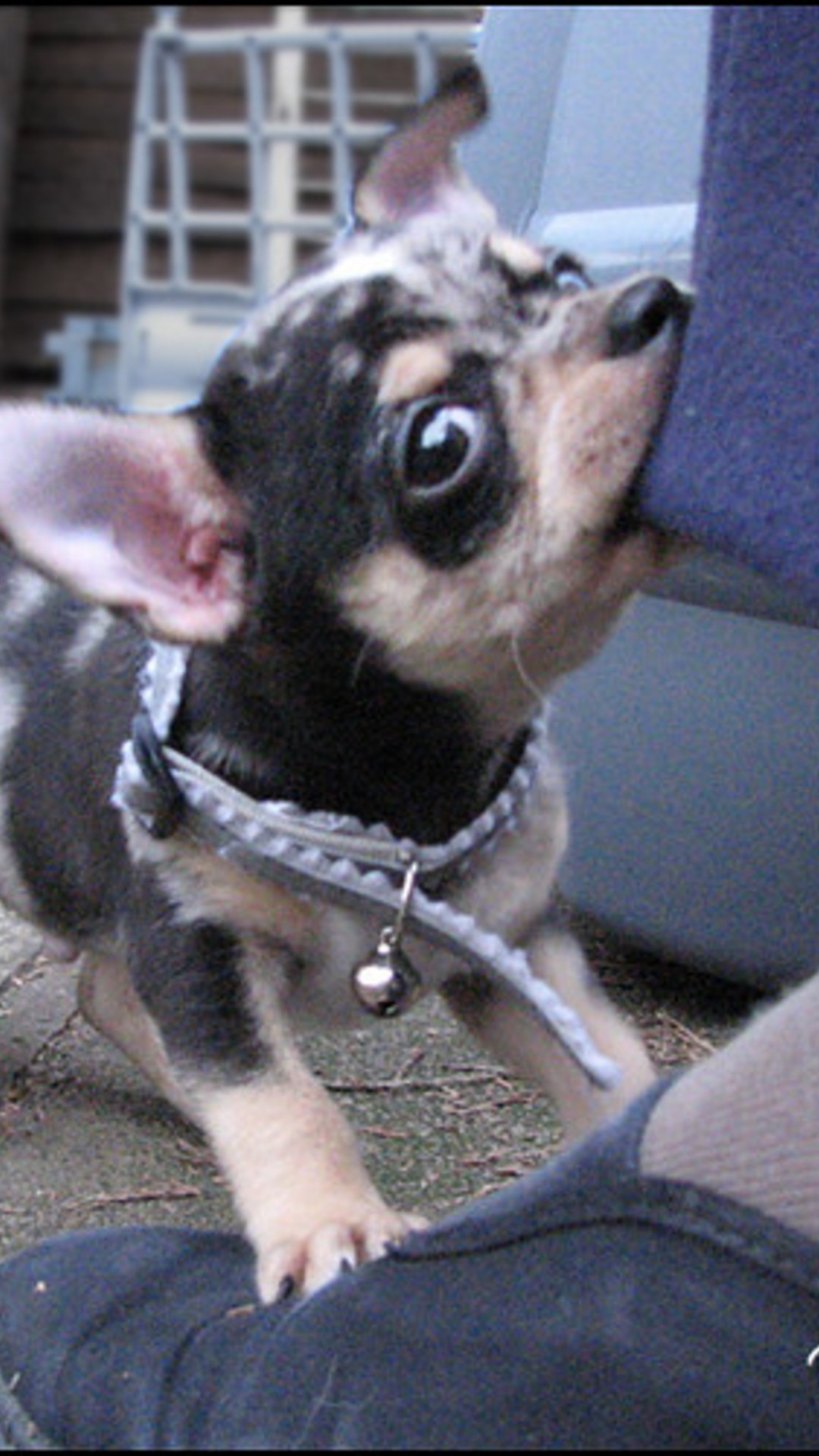 Ankle Biter Chihuahua Puppy Flickr Photo Sharing on net.photos