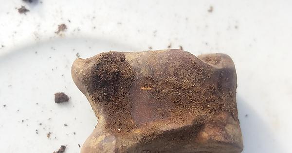 Could this be a human bone? If not then from what animal? : whatisthisthing