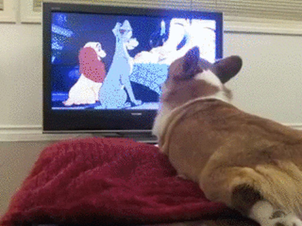 Image result for pictures of corgis watching tv
